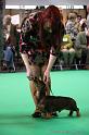 Crufts2011_2 921